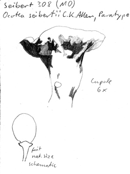 Vorschaubild Ocotea seibertii C.K. Allen